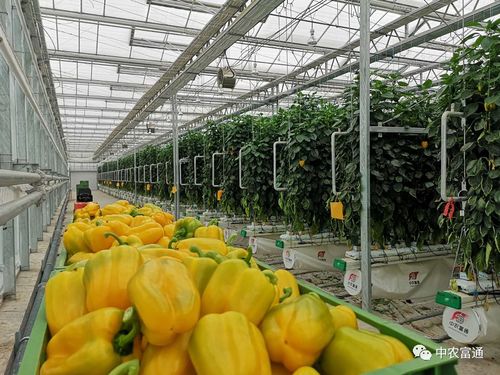2020年第25周中農(nóng)富通要聞 聚焦農(nóng)業(yè)種植技術(shù)開發(fā)，引領(lǐng)智慧農(nóng)業(yè)新篇章